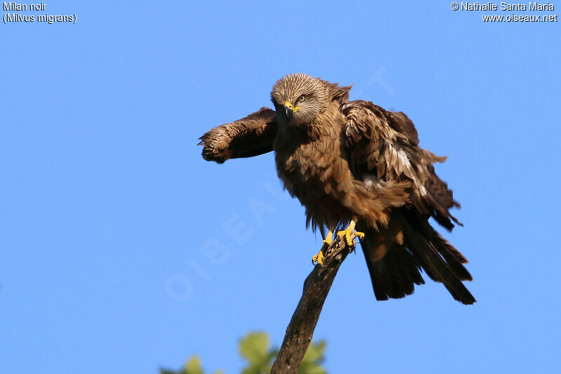 Black Kiteadult, identification, care, Behaviour