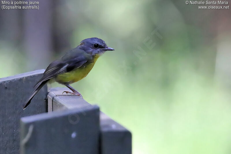 Miro à poitrine jaune, identification