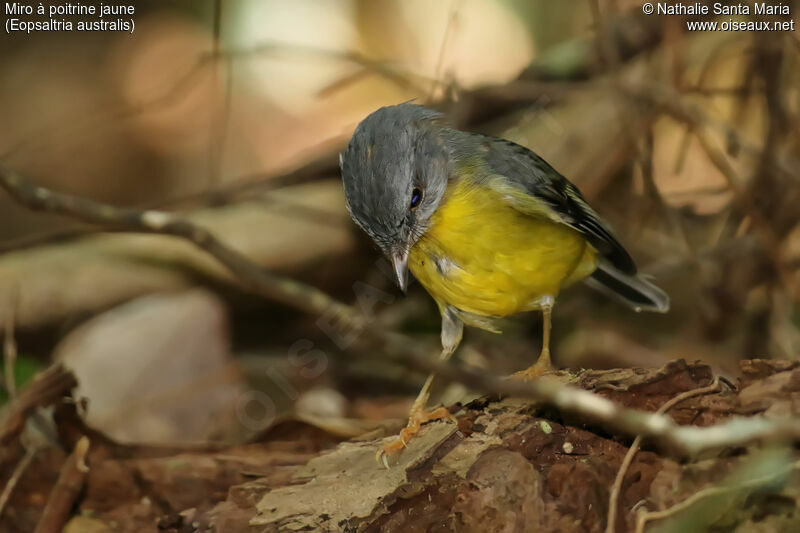 Eastern Yellow Robinimmature, identification, fishing/hunting