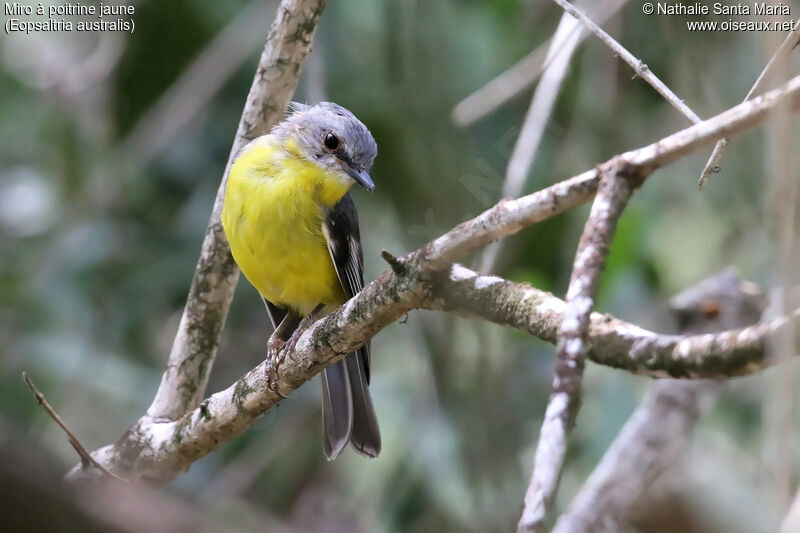 Eastern Yellow Robinadult, identification