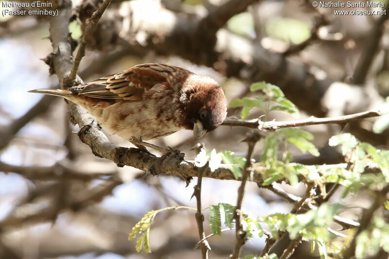 Moineau d'Emin mâle immature, identification, habitat