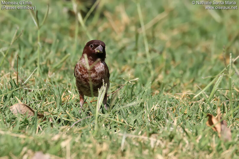 Moineau d'Emin mâle adulte nuptial, identification, habitat, mange