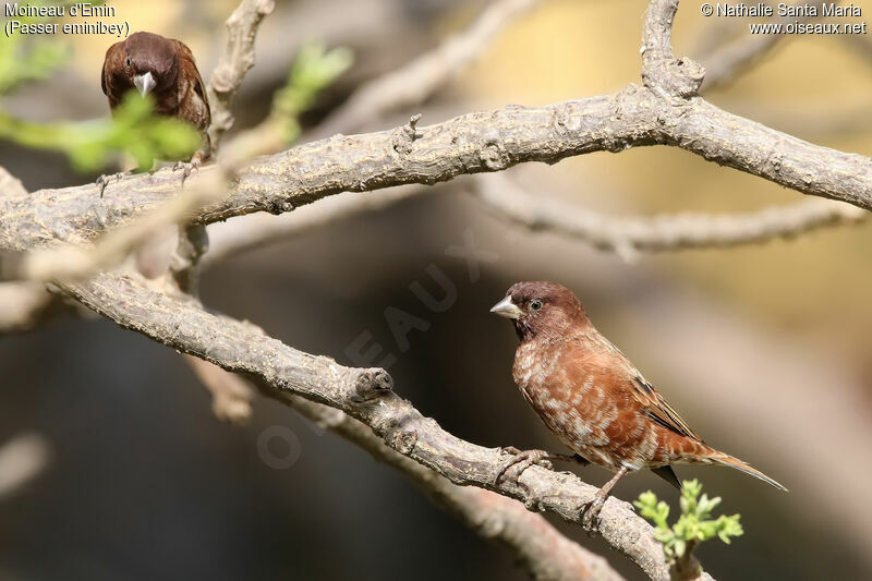 Moineau d'Emin mâle adulte nuptial, habitat