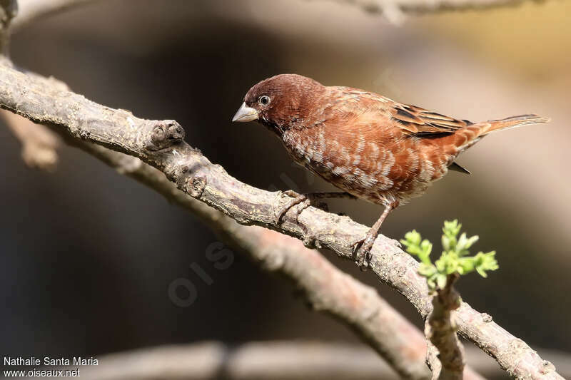 Moineau d'Emin mâle adulte nuptial, identification