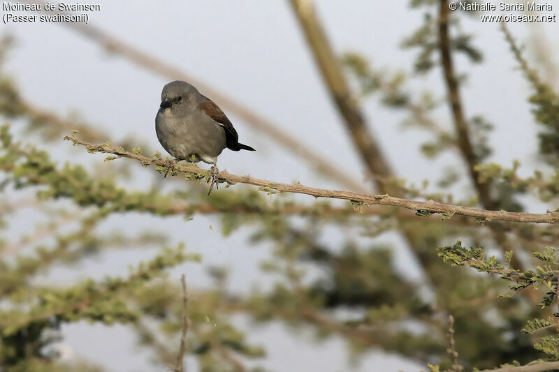 Moineau de Swainsonadulte, identification, habitat