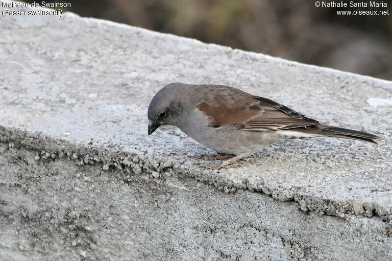 Moineau de Swainsonadulte, identification, habitat