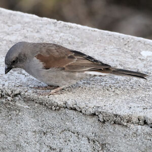 Moineau de Swainson