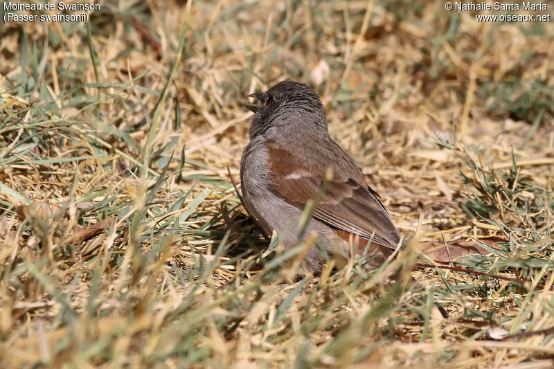 Moineau de Swainsonadulte, identification, habitat