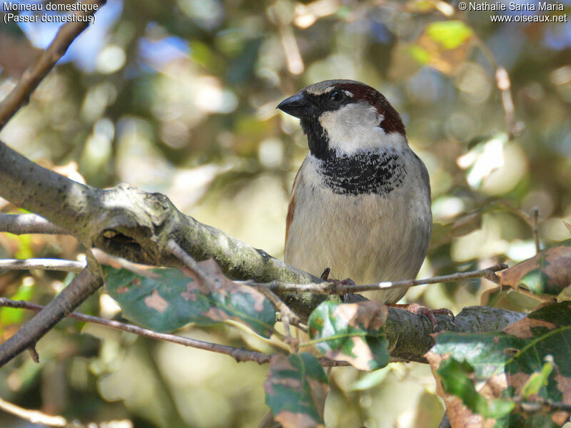 House Sparrow male adult breeding, identification