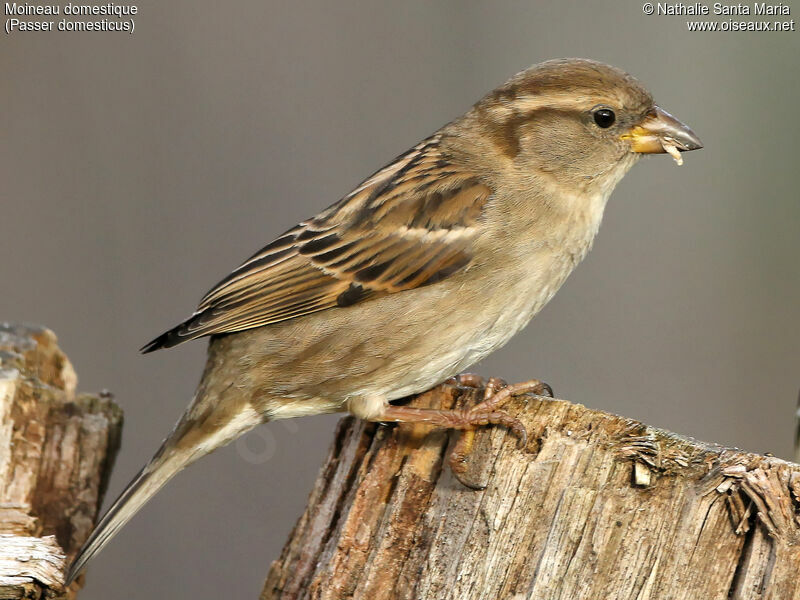 Moineau domestique femelle adulte, identification, mange, Comportement