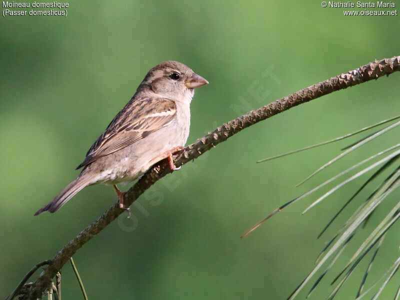 Moineau domestiquejuvénile, identification, Comportement