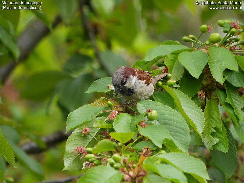 Moineau domestique mâle adulte nuptial, identification, habitat, pêche/chasse, Comportement