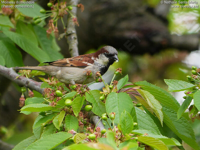 Moineau domestique mâle adulte nuptial, identification, régime, Comportement