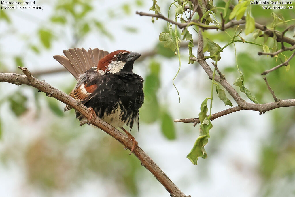 Moineau espagnol
