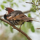 Moineau espagnol