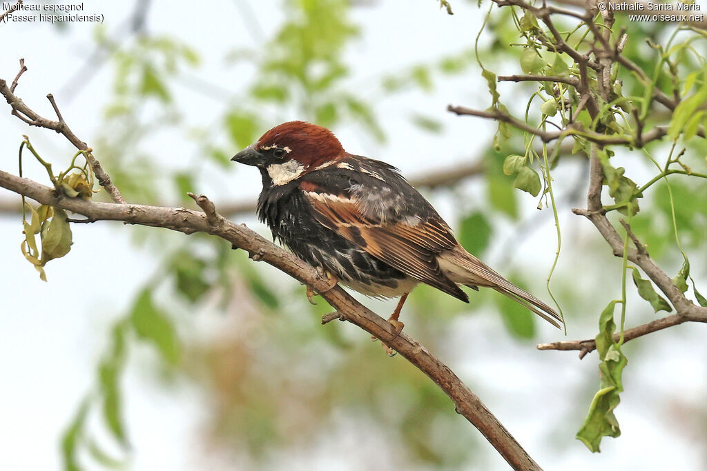Moineau espagnol