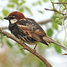Moineau espagnol