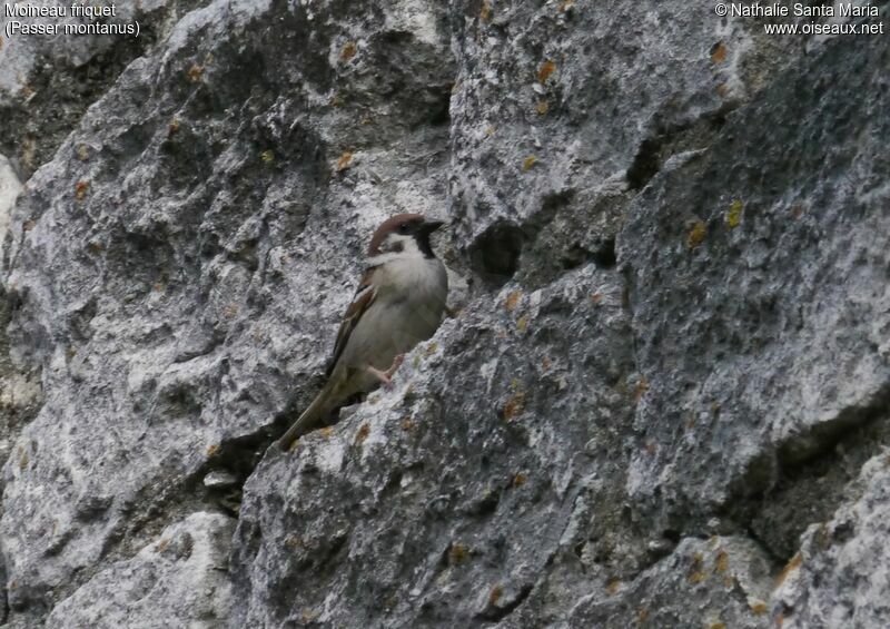 Moineau friquetadulte