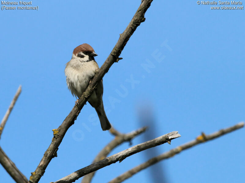 Moineau friquetadulte, identification, habitat, Comportement