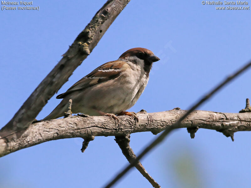 Eurasian Tree Sparrowadult, identification, Behaviour