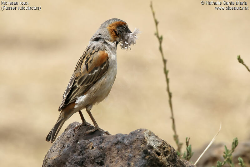 Kenya Sparrow male adult, identification, Reproduction-nesting