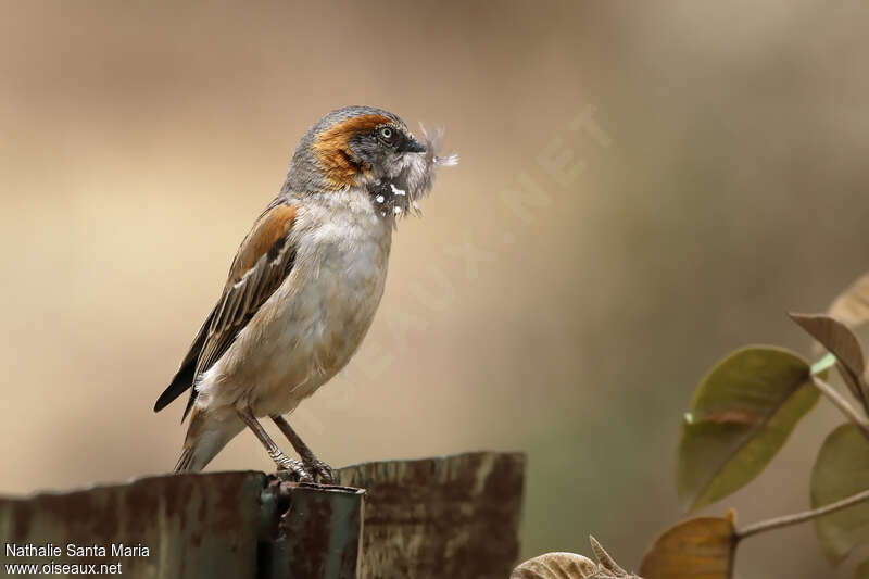 Moineau roux mâle adulte, Nidification