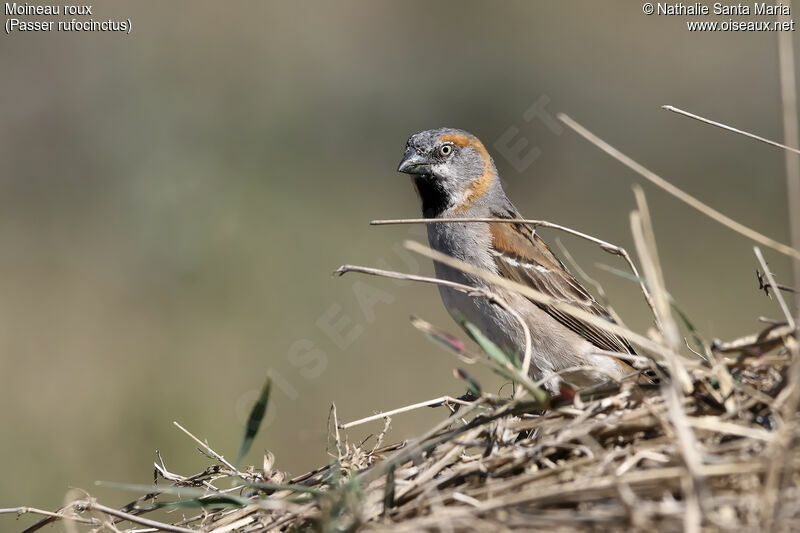 Moineau roux mâle adulte nuptial, identification, habitat