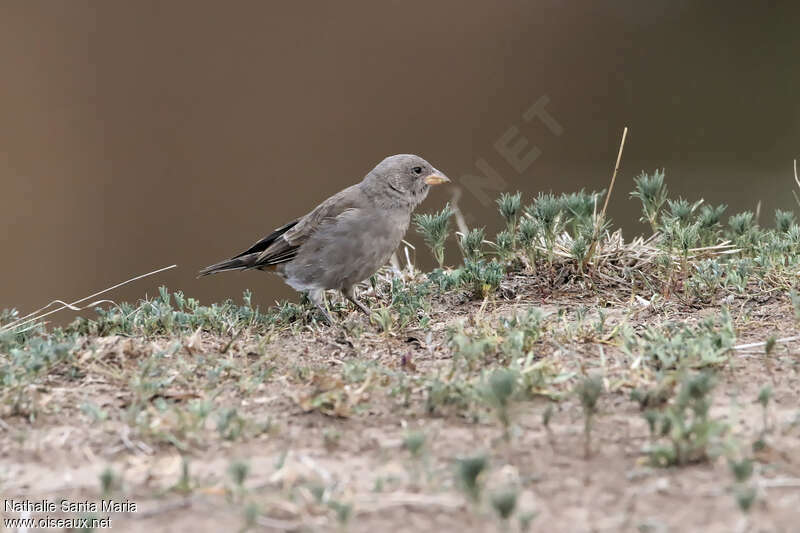 Moineau swahilijuvénile, identification, mange