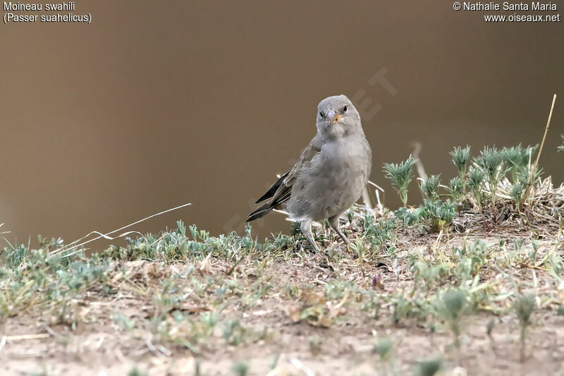 Moineau swahiliimmature, identification, habitat, mange