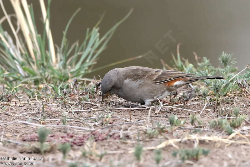 Moineau swahiliimmature, identification, mange