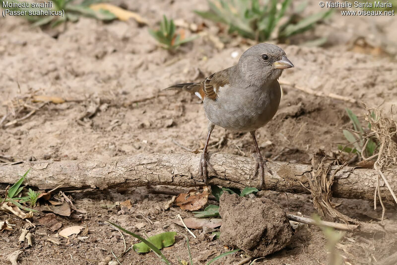 Moineau swahiliimmature, identification, habitat