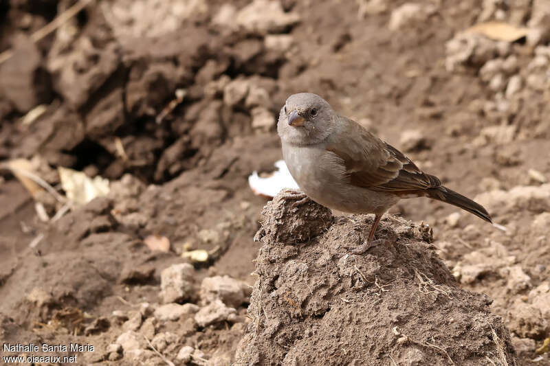 Moineau swahiliimmature, identification