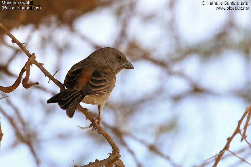 Moineau swahiliadulte, identification, habitat