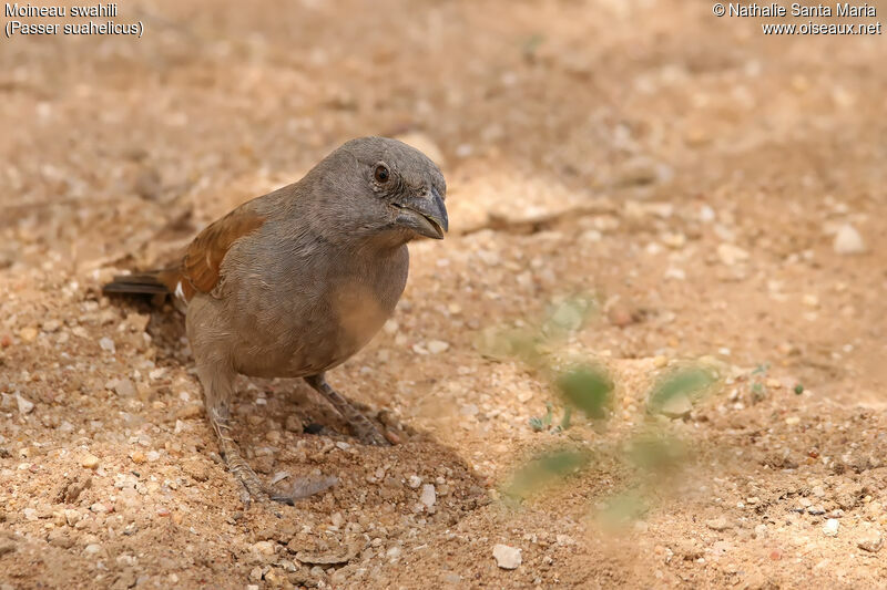 Moineau swahiliadulte, identification, habitat