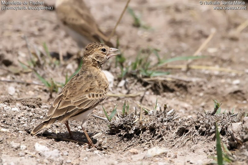 Moinelette de Fischer femelle adulte, identification, habitat