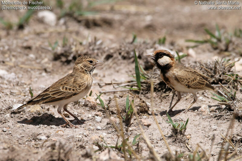 Moinelette de Fischeradulte, habitat, parade