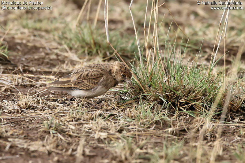 Moinelette de Fischer femelle adulte, identification, habitat, mange