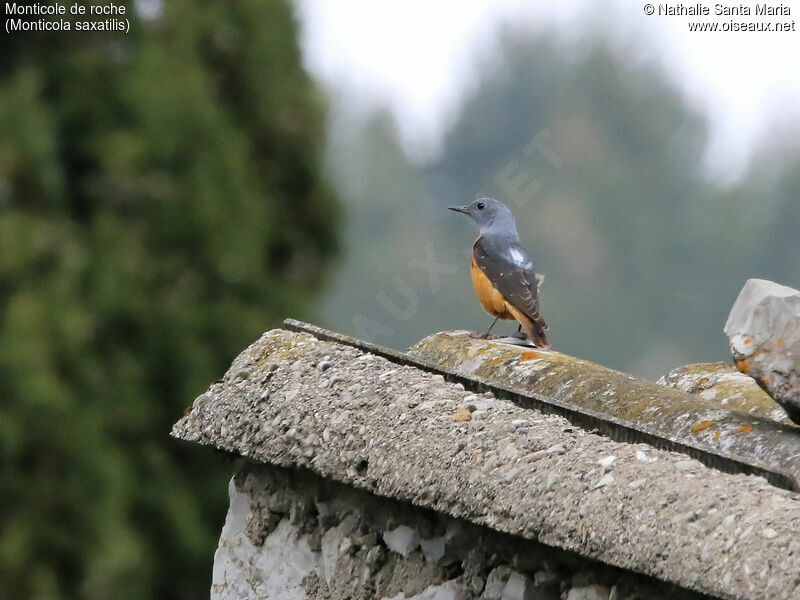 Common Rock Thrush male adult breeding, identification, habitat, Behaviour