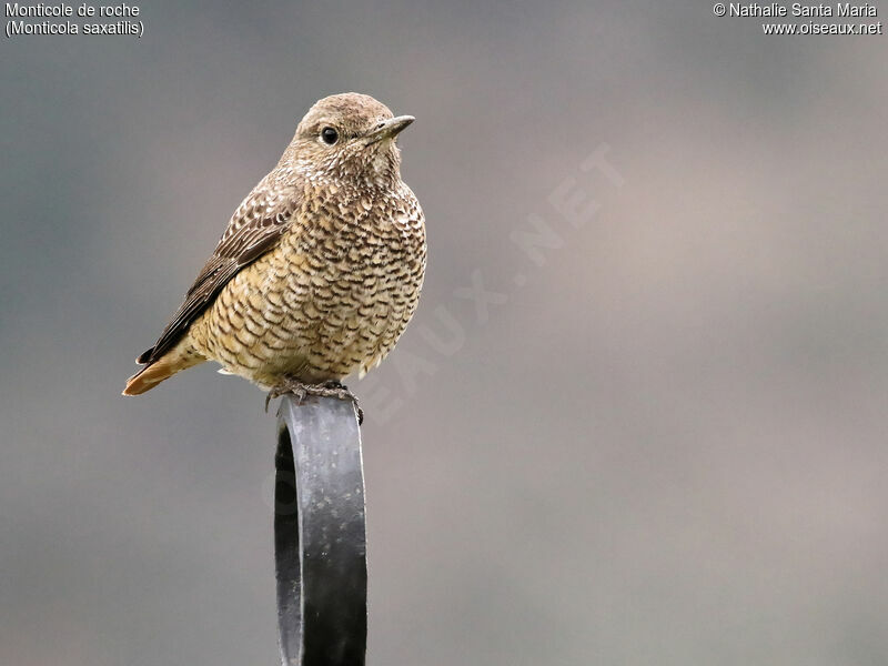 Common Rock Thrush female adult, identification, Behaviour