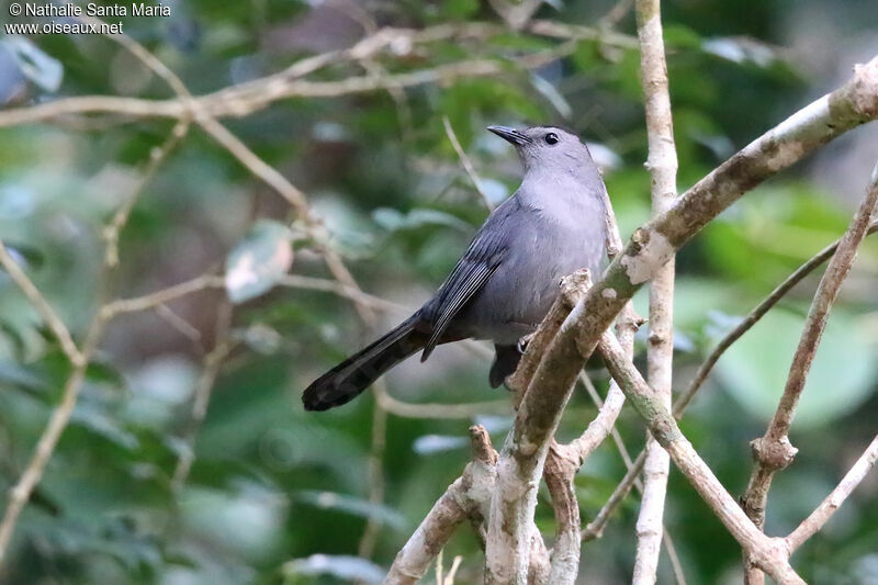 Moqueur chatadulte, identification