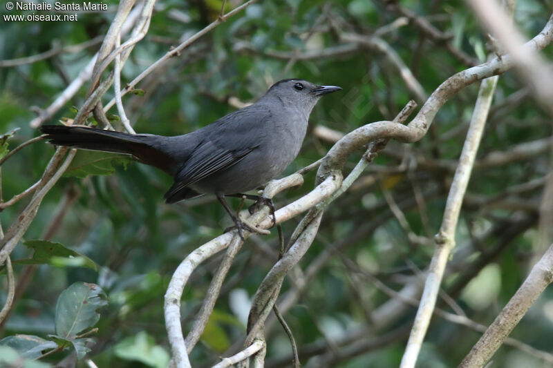 Moqueur chatadulte, identification