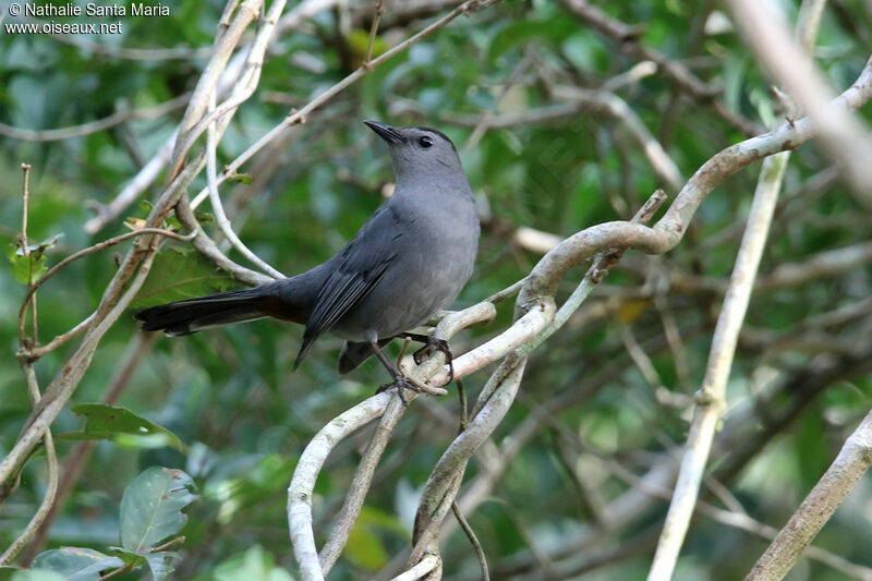 Grey Catbirdadult, habitat