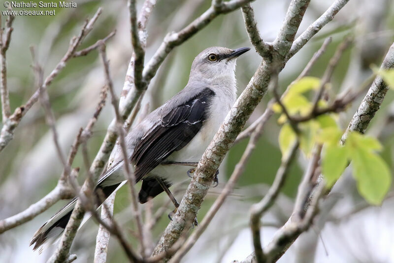 Moqueur des savanesadulte, identification