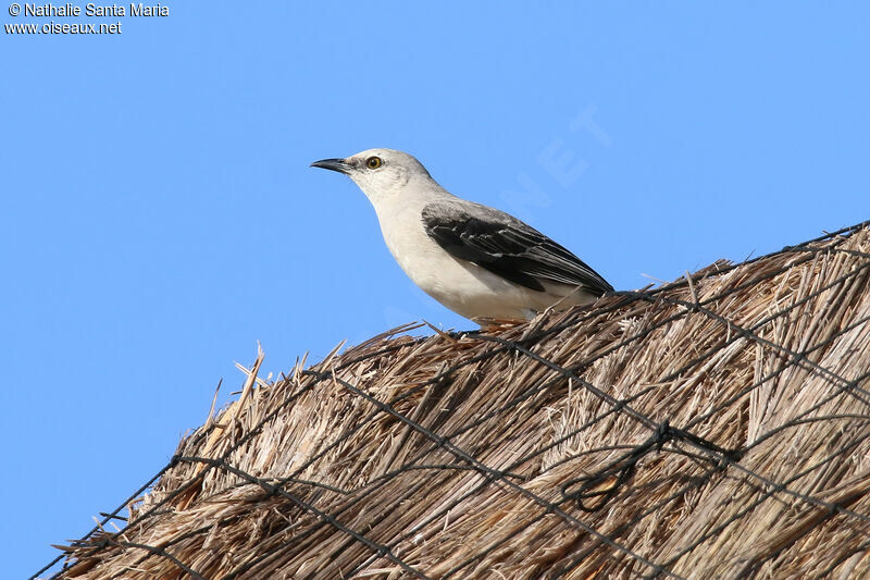 Moqueur des savanesadulte, identification