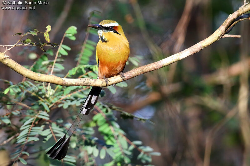 Motmot de Lessonadulte, identification, pêche/chasse