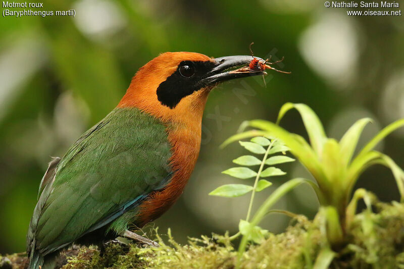 Motmot rouxadulte, identification, régime, mange