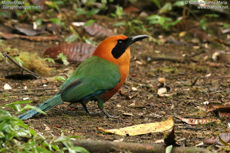 Motmot rouxadulte, identification