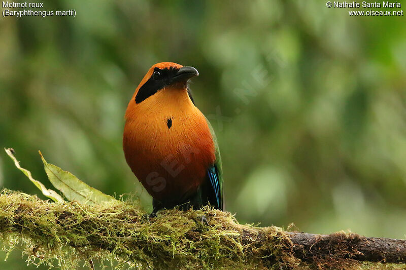 Rufous Motmotadult, identification