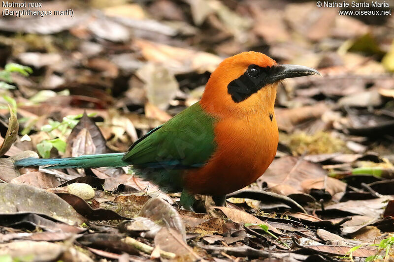 Motmot rouxadulte, identification