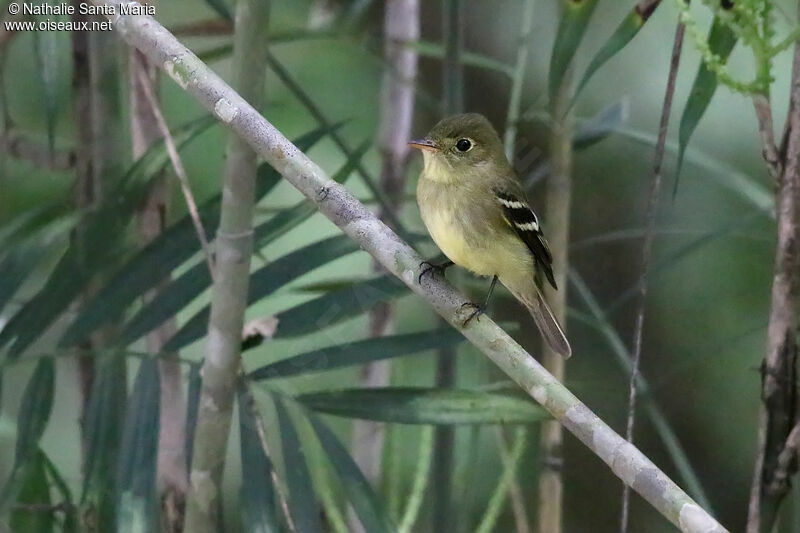 Moucherolle à ventre jauneadulte, identification